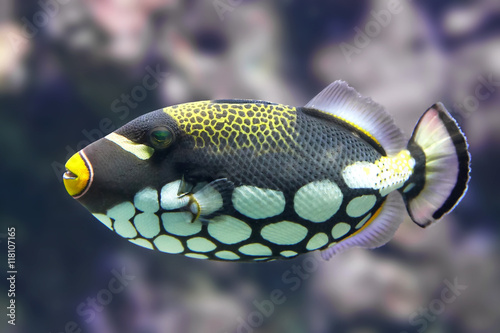 Clown triggerfish (Balistoides conspicillum) photo