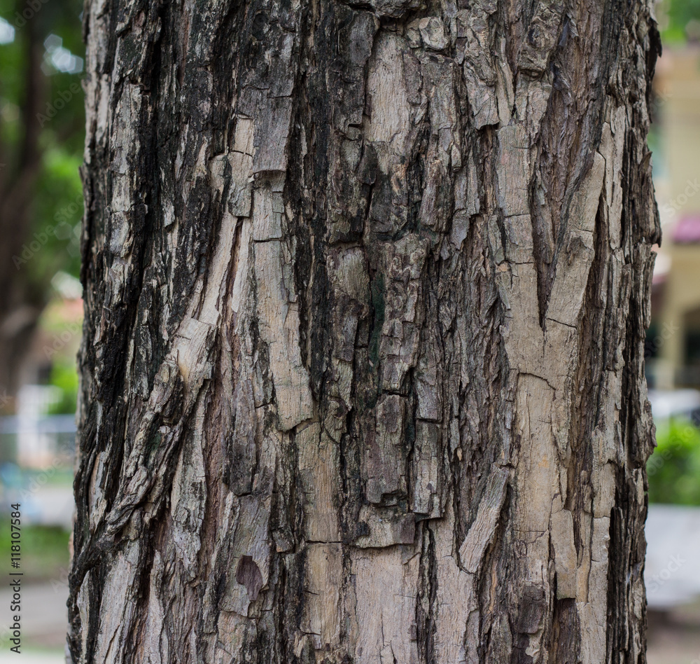 the old wood and texture detailing the old wood and texture detailing