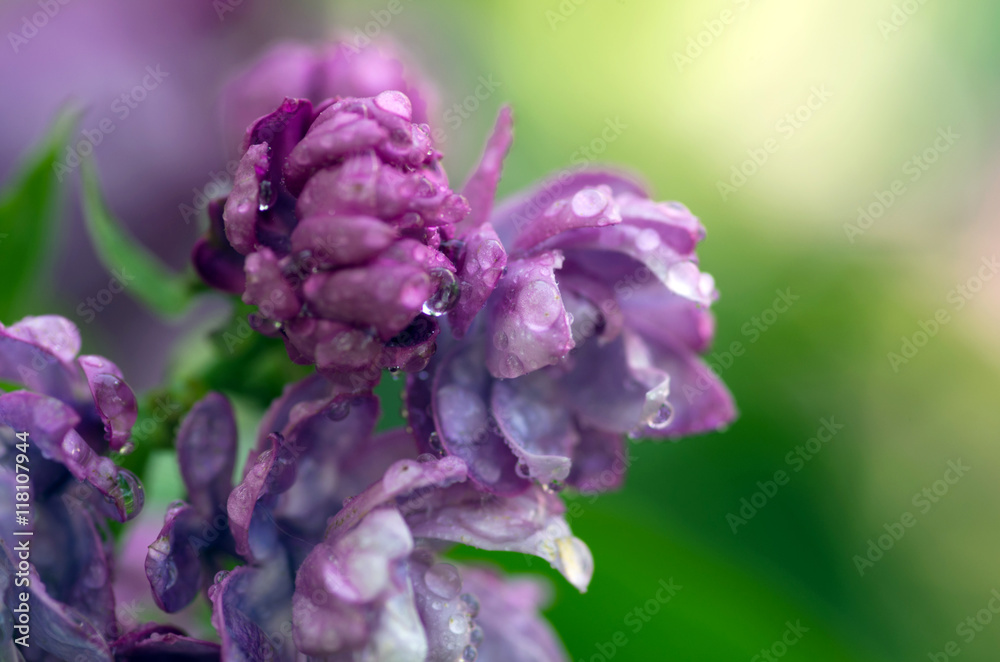Blooming lilac flowers. Abstract background. Macro photo Blooming lilac flowers. Abstract background. Macro photo