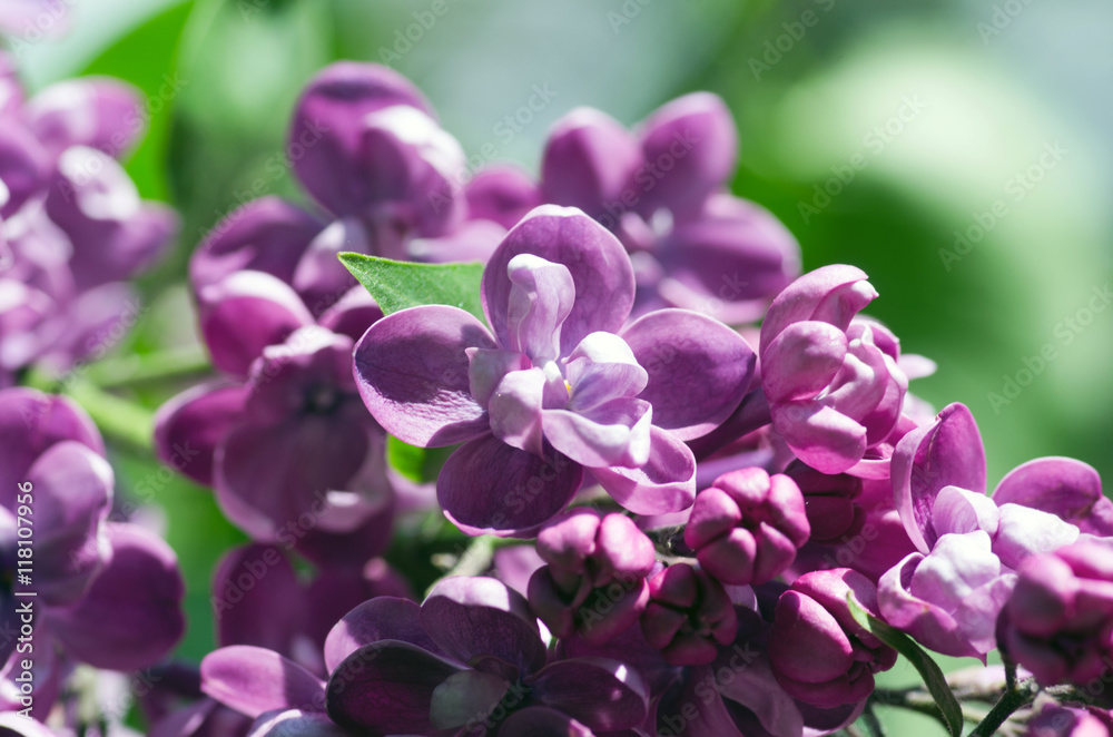 Blooming lilac flowers. Abstract background. Macro photo.