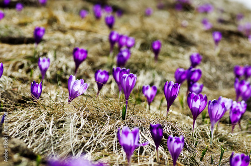Spring crocus flowers on  natural background. Selective focus
