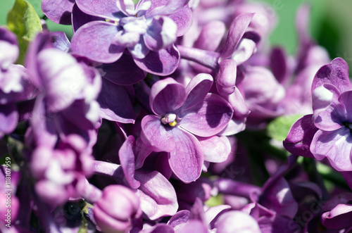 Blooming lilac flowers. Abstract background. Macro photo.