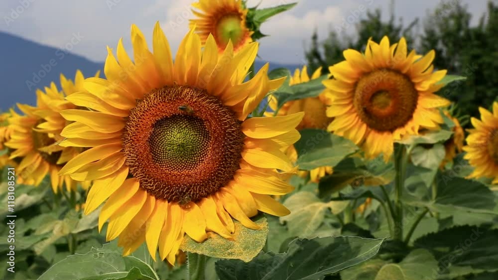 Closeup of a honey bee gathering pollen from a sunflower. Closeup of a honey bee gathering pollen from a sunflower.
