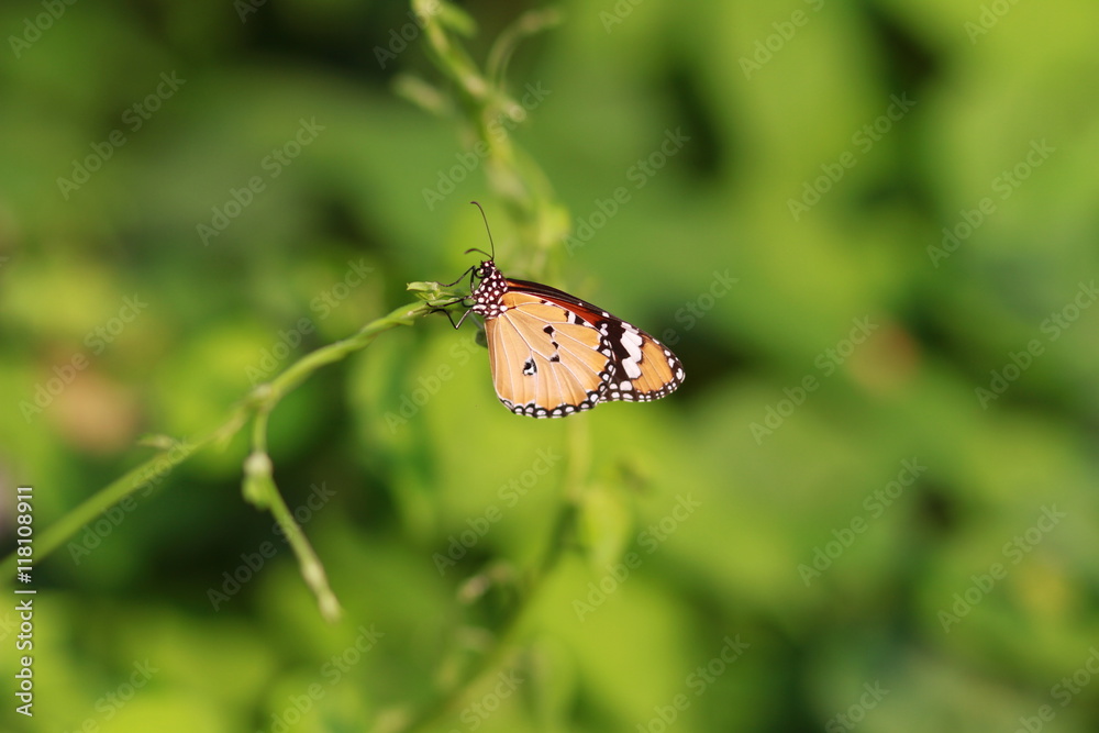 Obraz premium Monarch butterfly