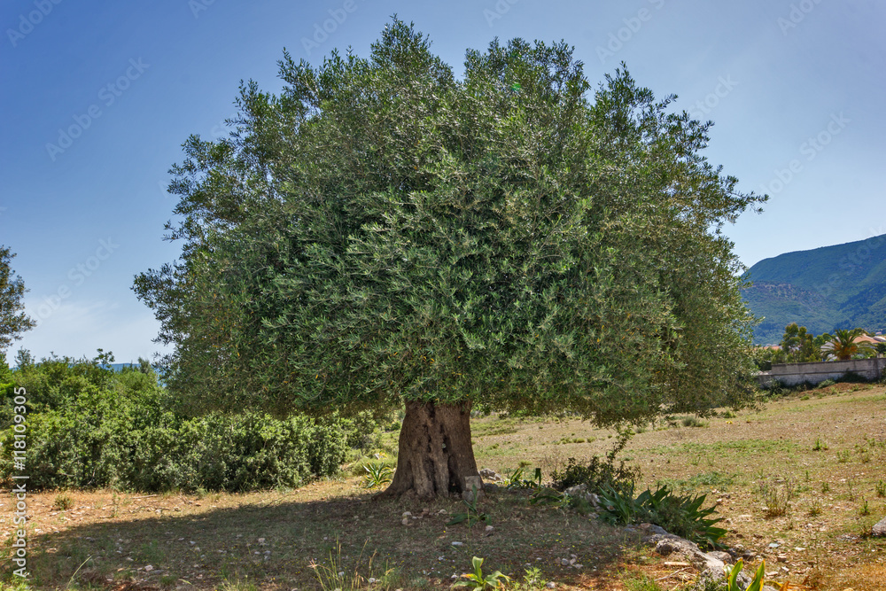 Landscape of Olive tree at Kefalonia, Ionian islands, Greece