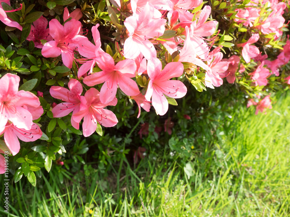 Naklejka premium azaleas