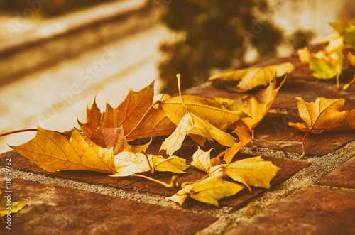 Autumn maple leaf lying on the tile  seasonal fall natural vintage hipster background