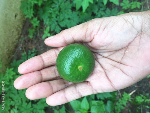 Hand holding lime fruit