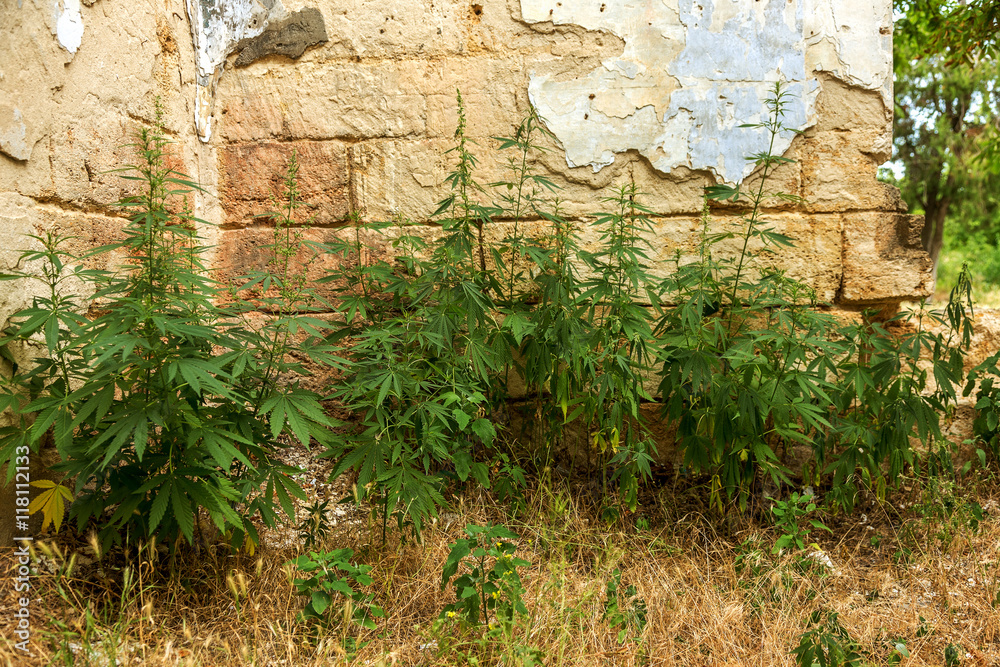 Green leaves of hemp Cannabis, marijuana. Wild, not cultivated h Green leaves of hemp Cannabis, marijuana. Wild, not cultivated h