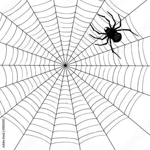 spider illustration