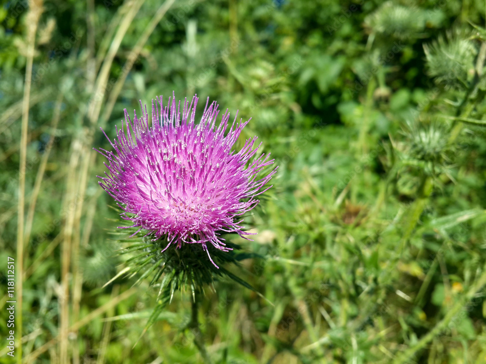 Beautiful purple burdock among green grass/Beautiful purple burdock among green grass Beautiful purple burdock among green grass/Beautiful purple burdock among green grass
