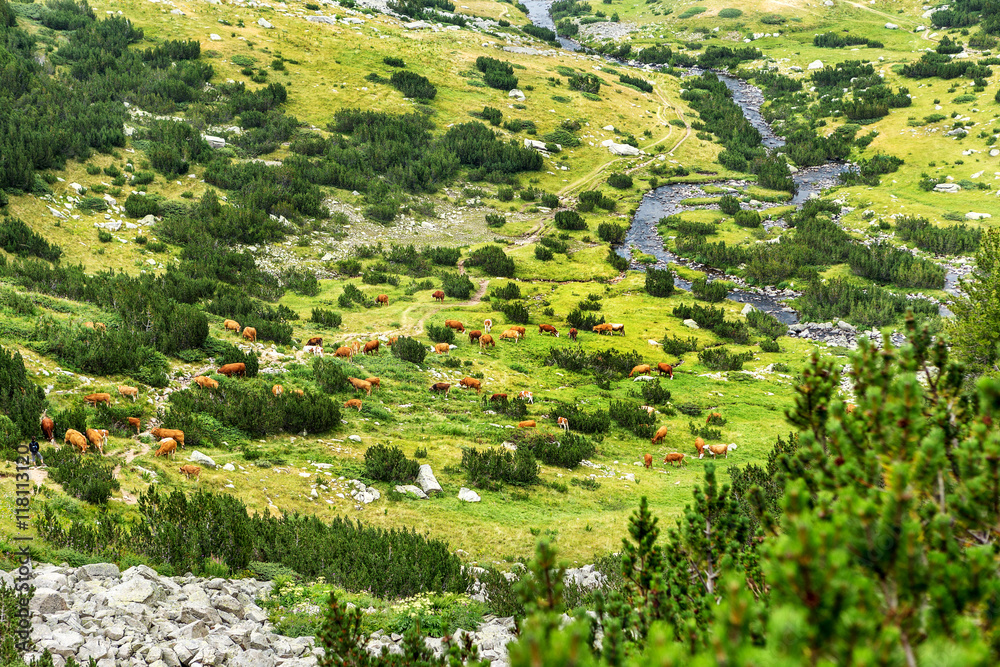 Idyllic summer landscape in the mountains with cows grazing on f