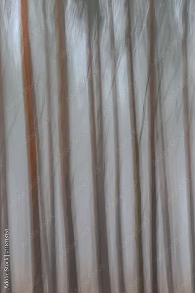 Obraz premium Kiefernstämme