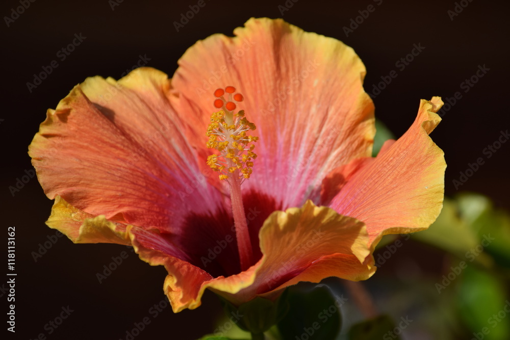 Colorful flower with black background