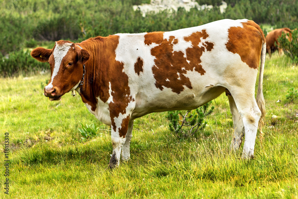 Idyllic summer landscape in the mountains with cows grazing on f