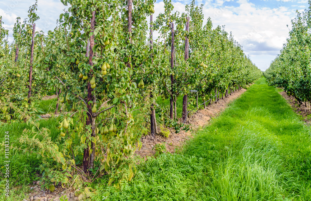 Conference pears ripening in a modern Dutch orchard