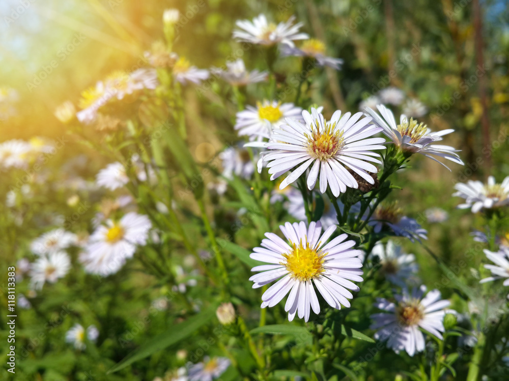 Beautiful wild white chamomile flowers/Beautiful wild white chamomile flowers