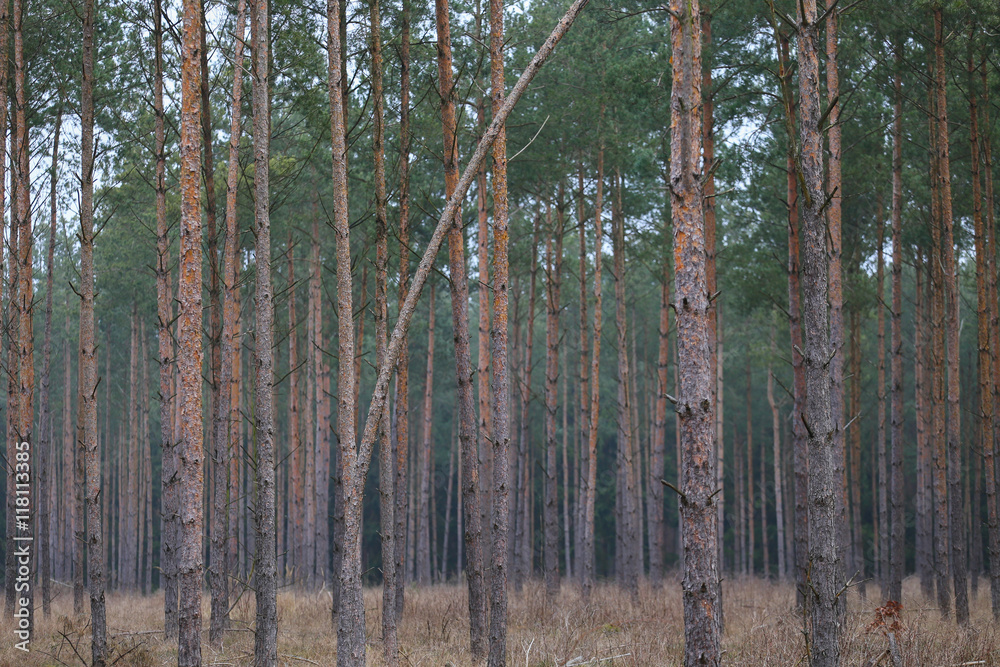 Fototapeta premium Kiefernstämme