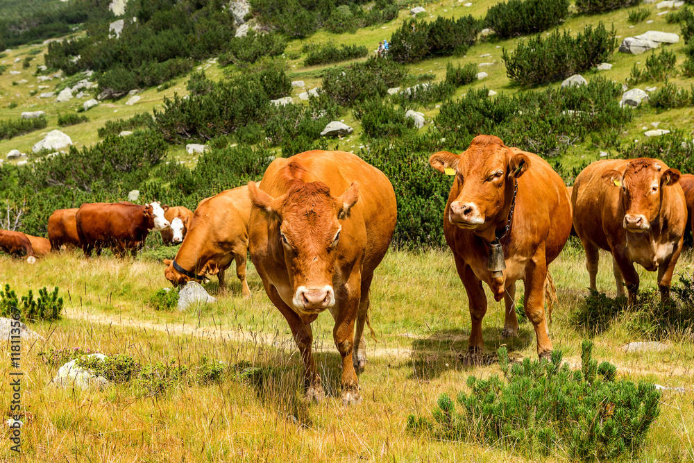 Idyllic summer landscape in the mountains with cows grazing on f Idyllic summer landscape in the mountains with cows grazing on f