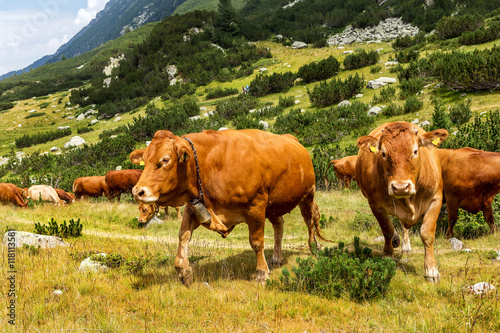 Idyllic summer landscape in the mountains with cows grazing on f © Aleksandr Lesik