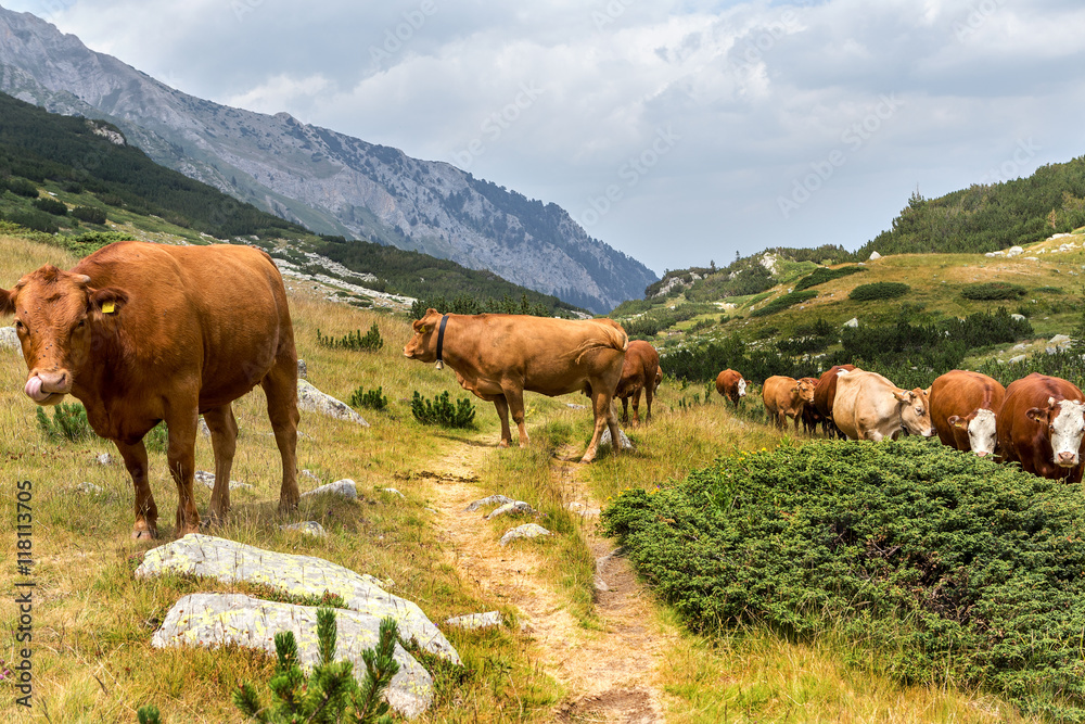 Idyllic summer landscape in the mountains with cows grazing on f Idyllic summer landscape in the mountains with cows grazing on f