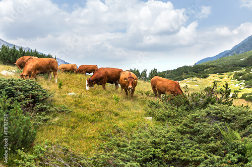 Fototapeta Naklejka Na Ścianę i Meble -  Idyllic summer landscape in the mountains with cows grazing on f