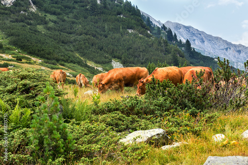 Idyllic summer landscape in the mountains with cows grazing on f