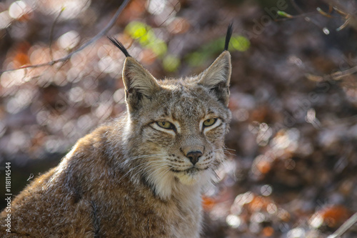 Europäischer Luchs