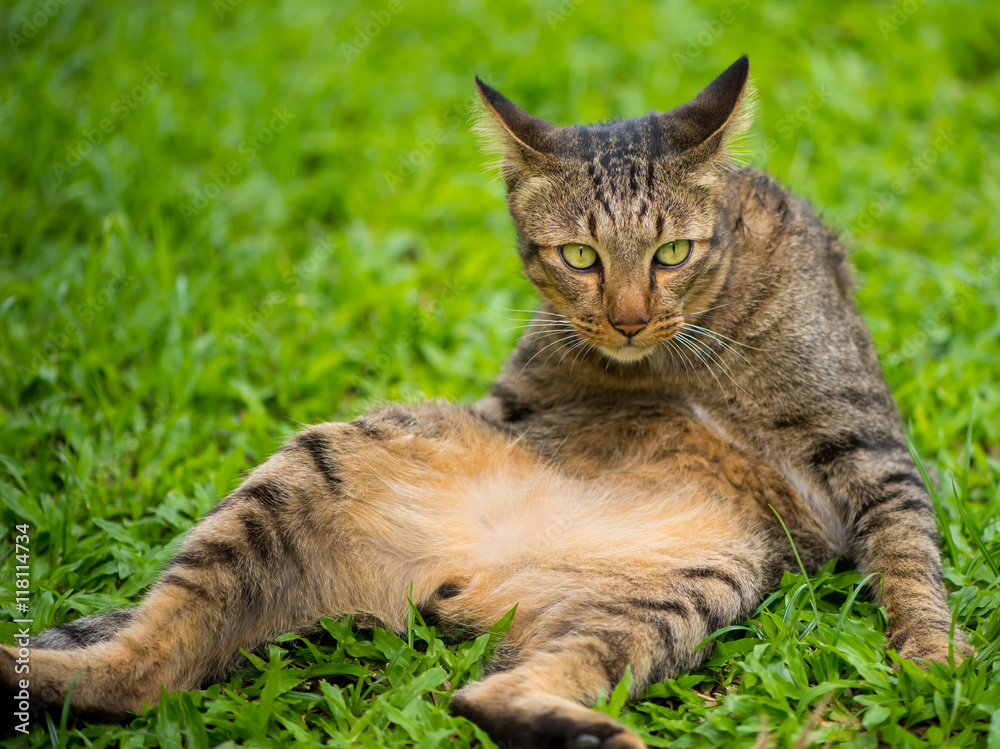 Thai cat in relaxing mood.
