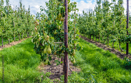 Conference pears ripening in the foreground of a modern orchard