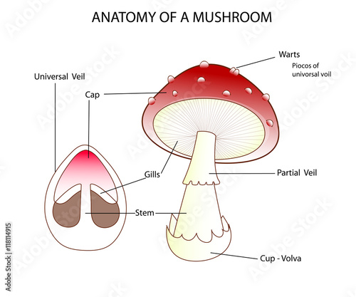 anatomy of a mushroom
