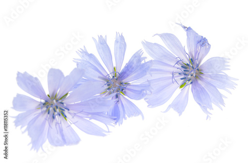 blue flowers on a white background © studybos