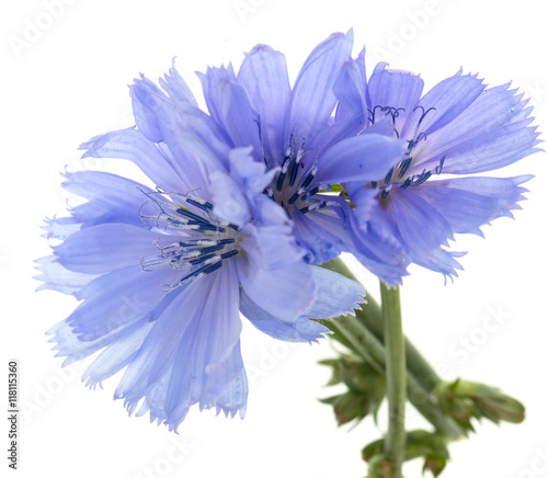 blue flower on a white background © studybos