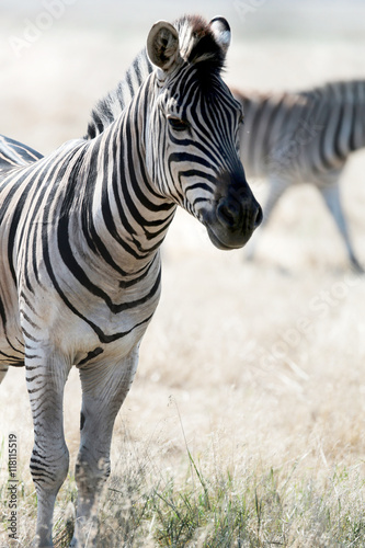 Zebra grazing on the pastures in vivo. Safari in the desert nati