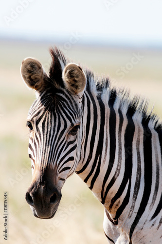 Zebra grazing on the pastures in vivo. Safari in the desert nati