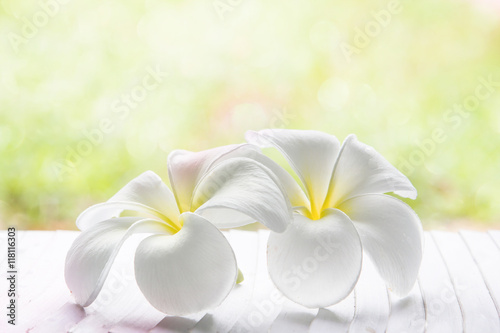 white , pink and yellow Plumeria spp. (frangipani flowers, Frang photo