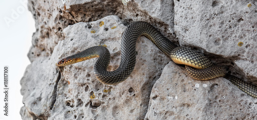 Yellow-bellied snake basking in the sun in a stone crack. The bi