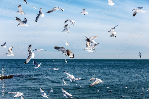 Hungry gulls circling over the winter beach in search of food on