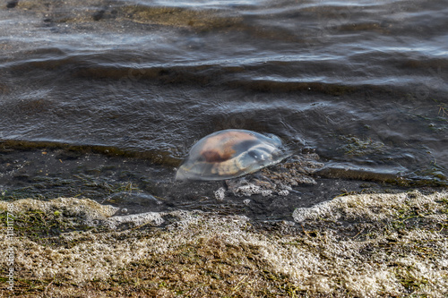 The massive invasion of jellyfish large sea on the beaches becau