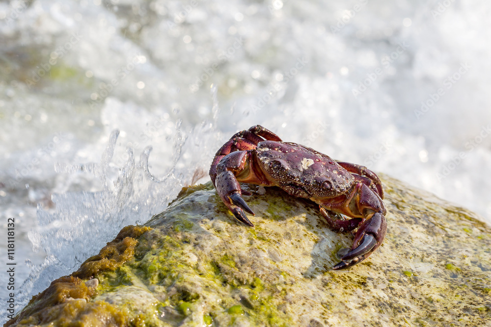 European green crab. Crab surrounded by seaweed. Sea wave floode
