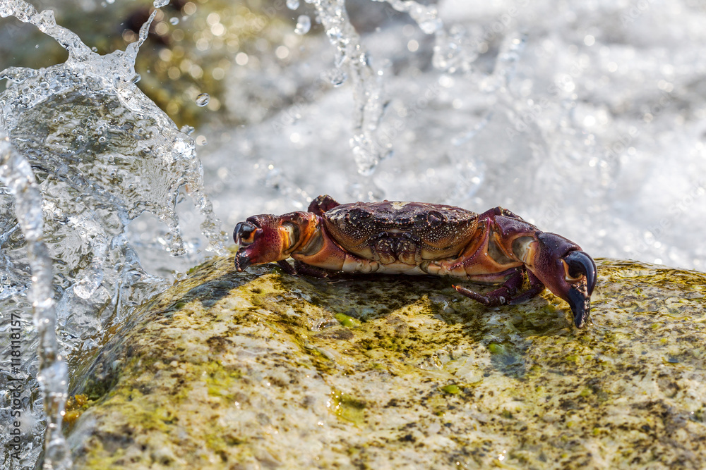 European green crab. Crab surrounded by seaweed. Sea wave floode