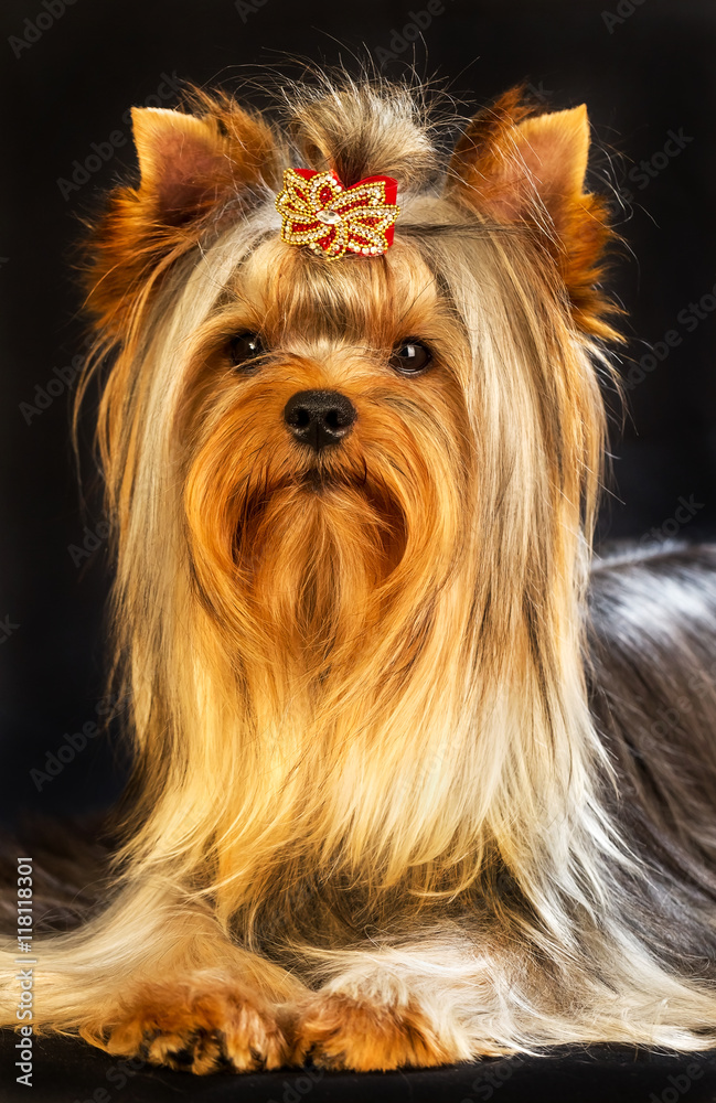 Yorkirsky terrier in studio on a black background. Charming with Yorkirsky terrier in studio on a black background. Charming with
