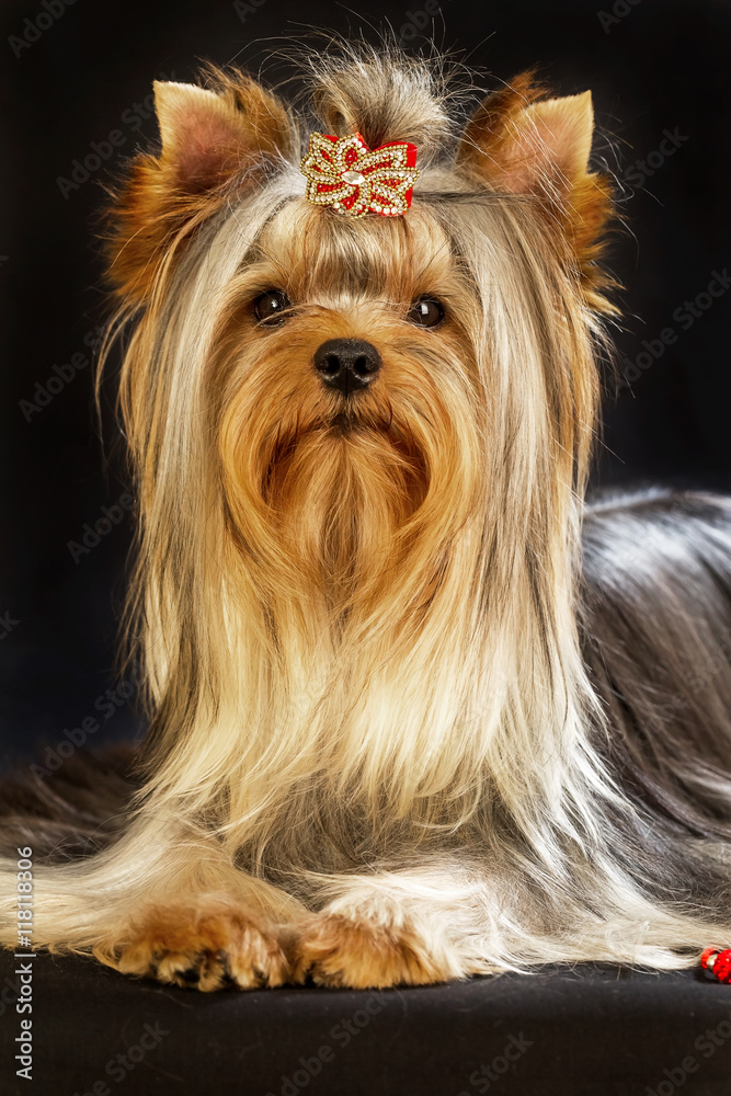 Yorkirsky terrier in studio on a black background. Charming with