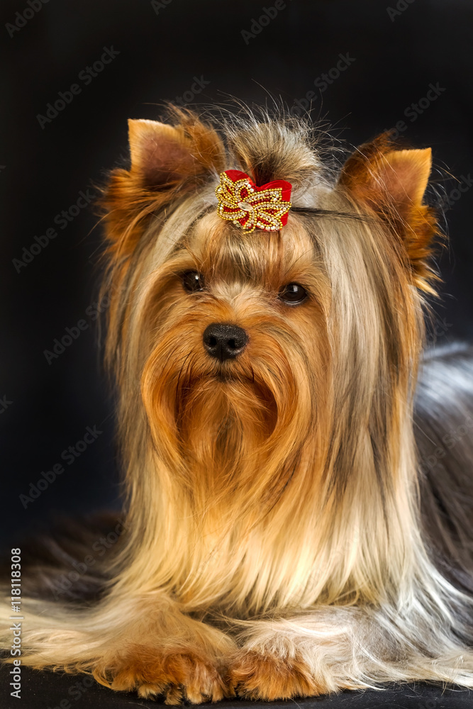 Yorkirsky terrier in studio on a black background. Charming with