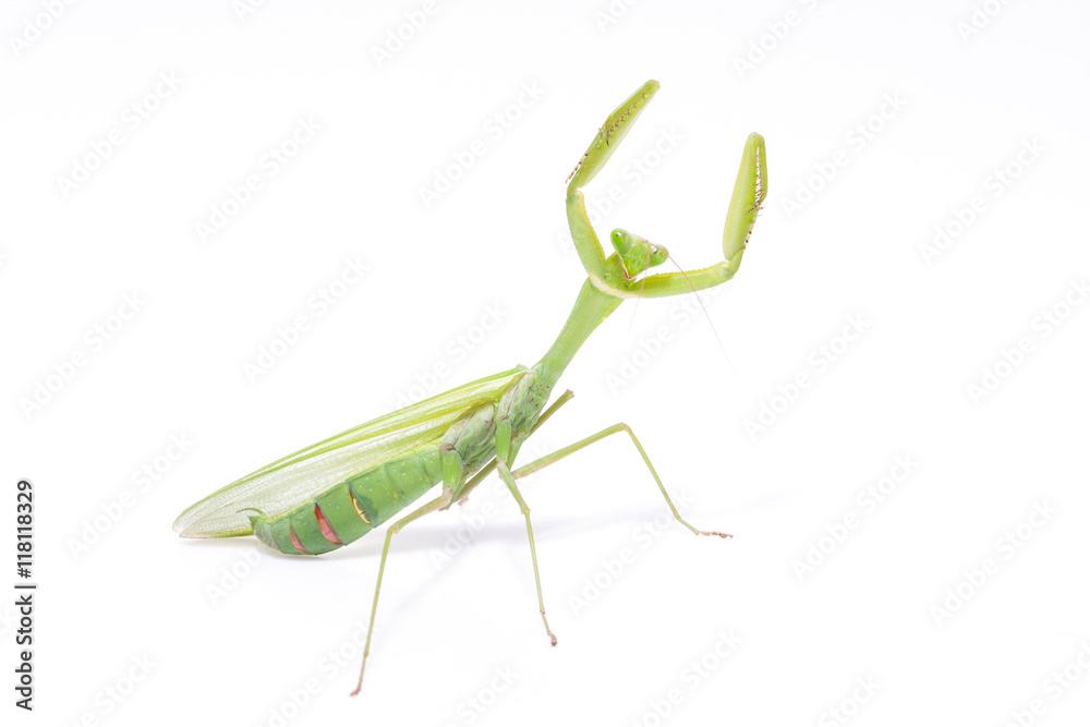 Green mantis isolated on a white background Green mantis isolated on a white background