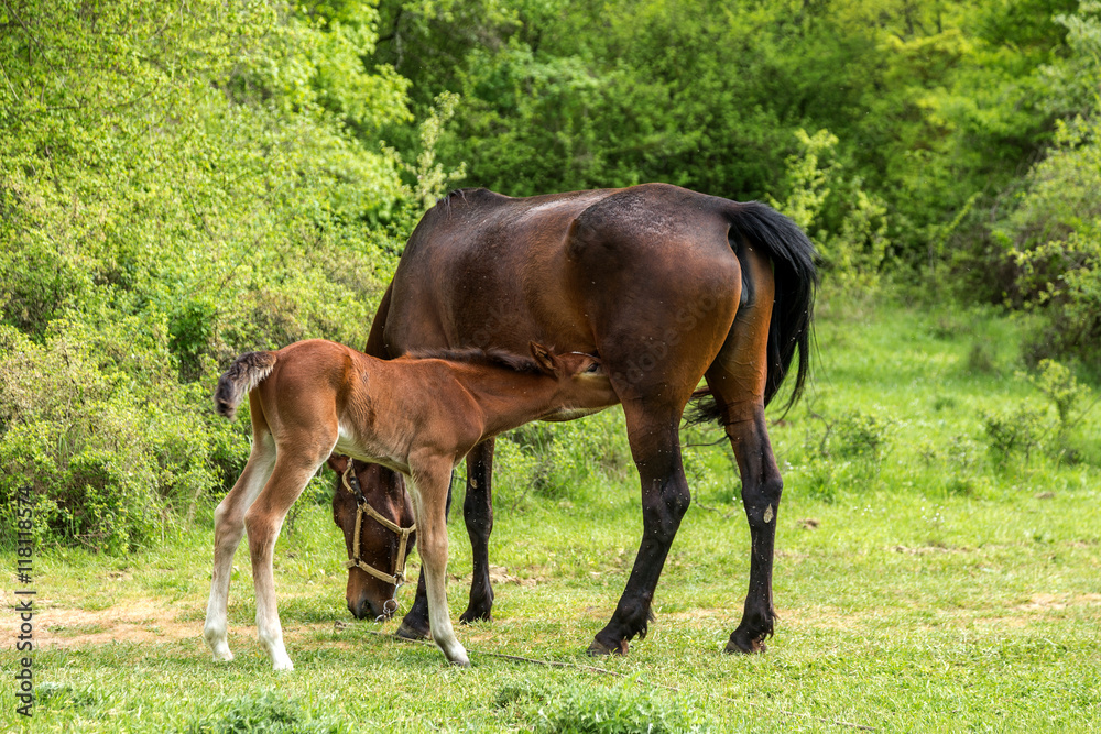 Domestic horse grazing in a mountain valley in the pasture on a Domestic horse grazing in a mountain valley in the pasture on a
