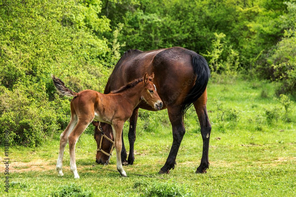 Domestic horse grazing in a mountain valley in the pasture on a Domestic horse grazing in a mountain valley in the pasture on a