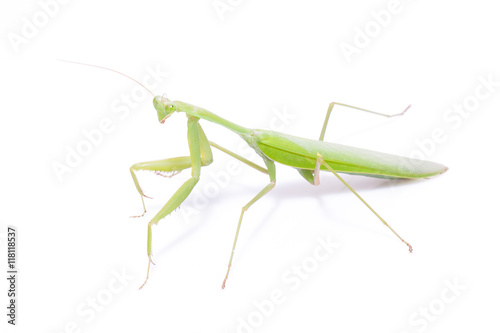 Green mantis isolated on a white background 