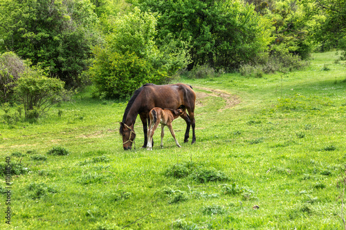 Domestic horse grazing in a mountain valley in the pasture on a