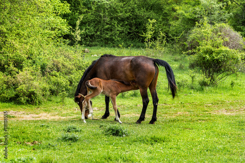 Domestic horse grazing in a mountain valley in the pasture on a © Aleksandr Lesik